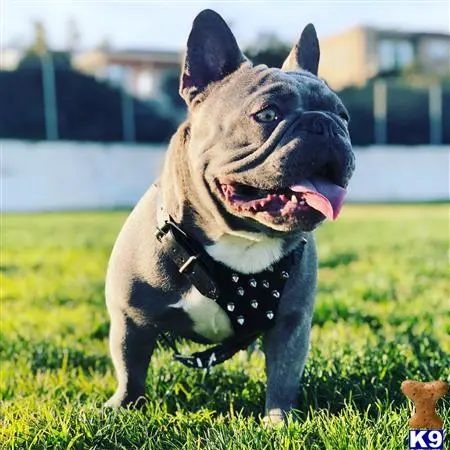 French Bulldog stud dog: a french bulldog dog sitting in the grass