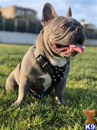 French Bulldog stud dog: a french bulldog dog sitting in the grass