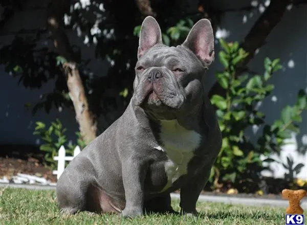 French Bulldog stud dog: a grey french bulldog dog with a large belly