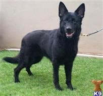 German Shepherd dog for sale: Black German Shepherd standing on green grass with a happy expression