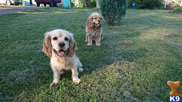 American Cocker Spaniel stud dog