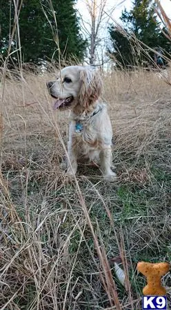 American Cocker Spaniel stud dog