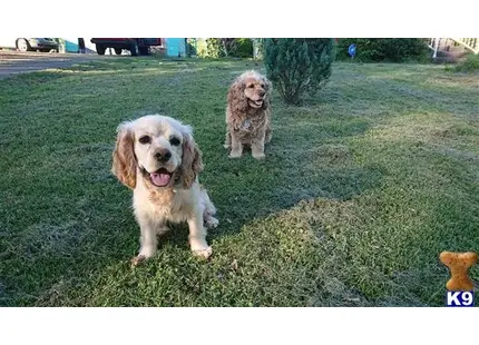 American Cocker Spaniel