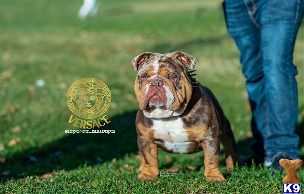 a english bulldog dog running towards a person