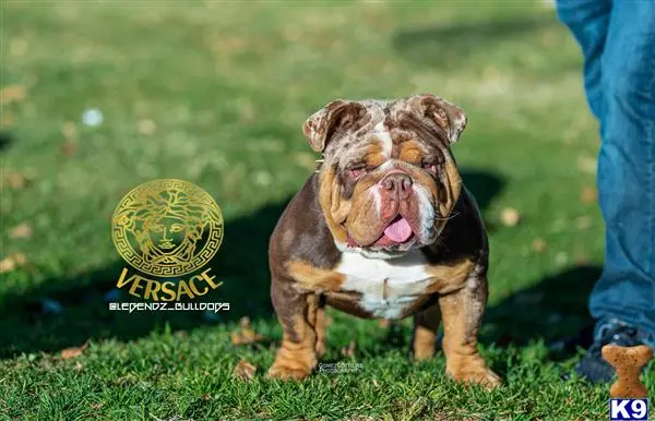 English Bulldog stud dog