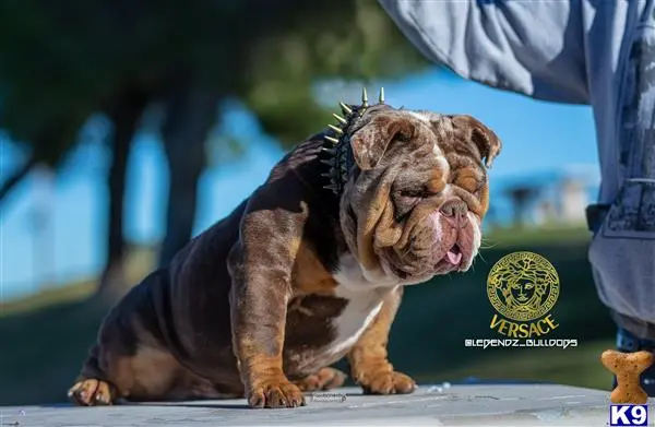 English Bulldog stud dog