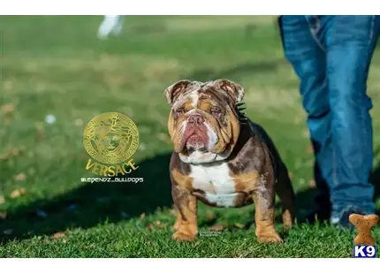a english bulldog dog running towards a person
