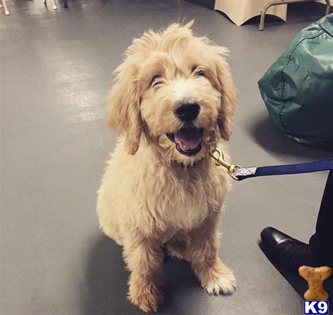 Goldendoodles stud dog