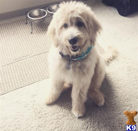 Goldendoodles stud dog