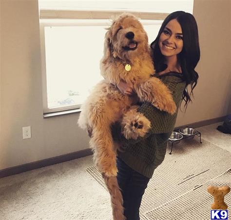 Goldendoodles stud dog