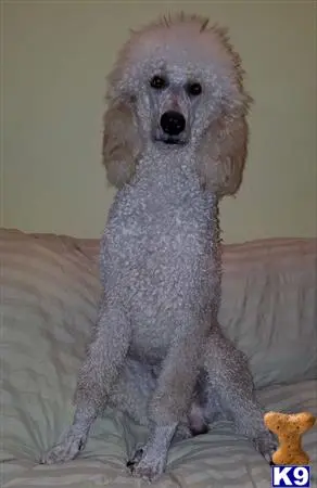 Poodle stud dog