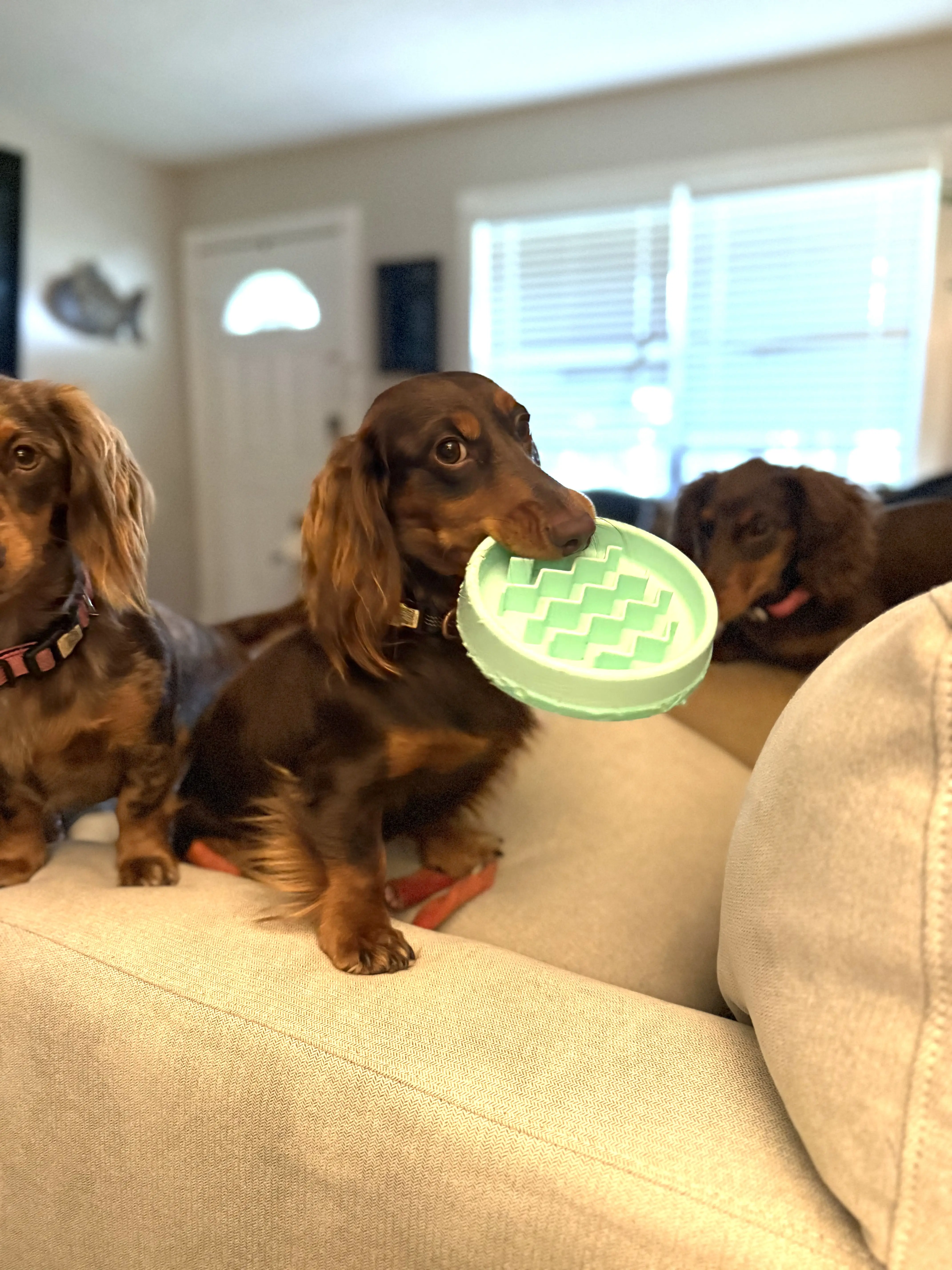 Dachshund stud dog: Brown Dachshund holding a teal toy, sitting on a couch
