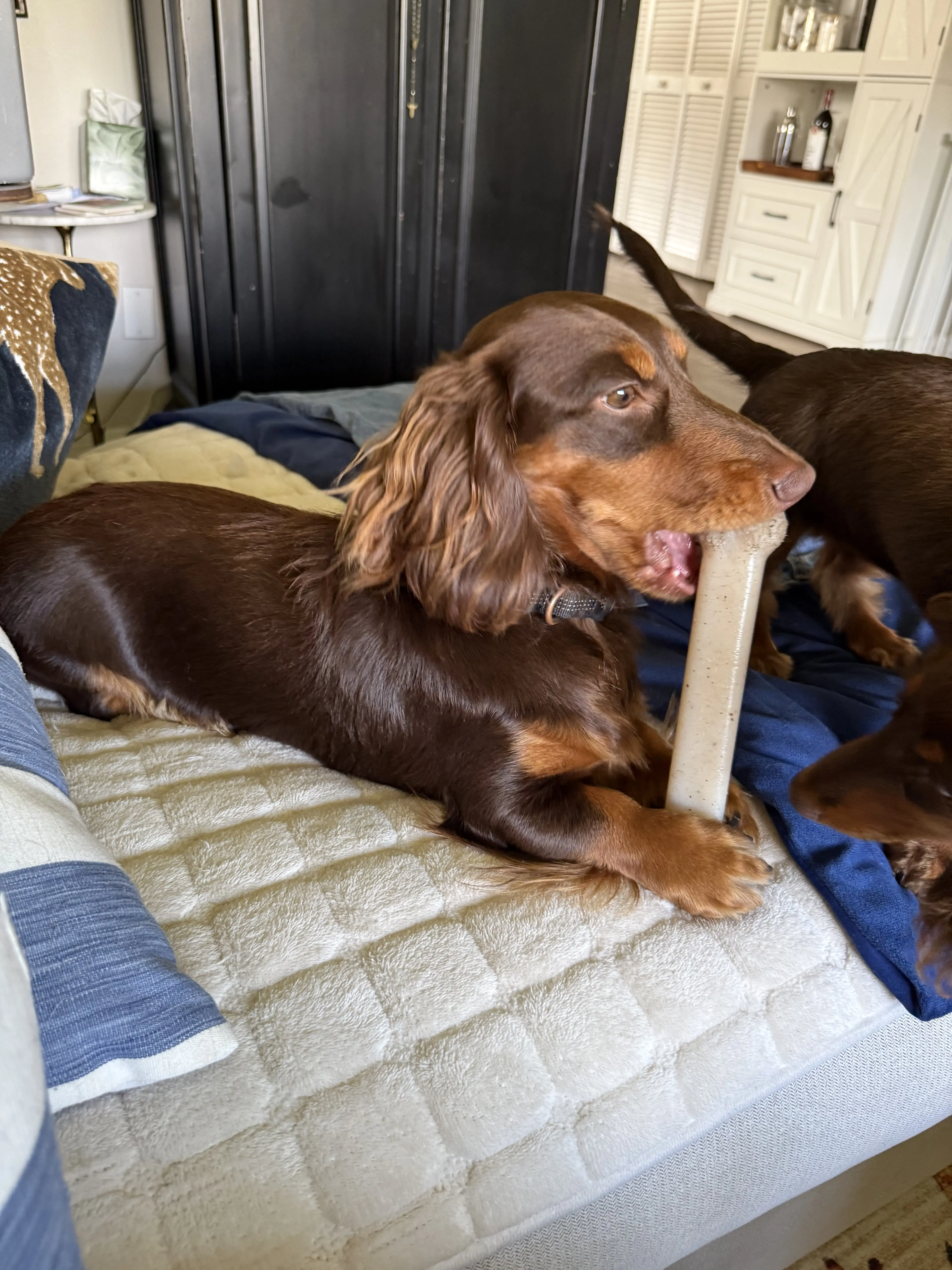 Dachshund stud dog: Brown Dachshund lying on a bed, chewing a toy