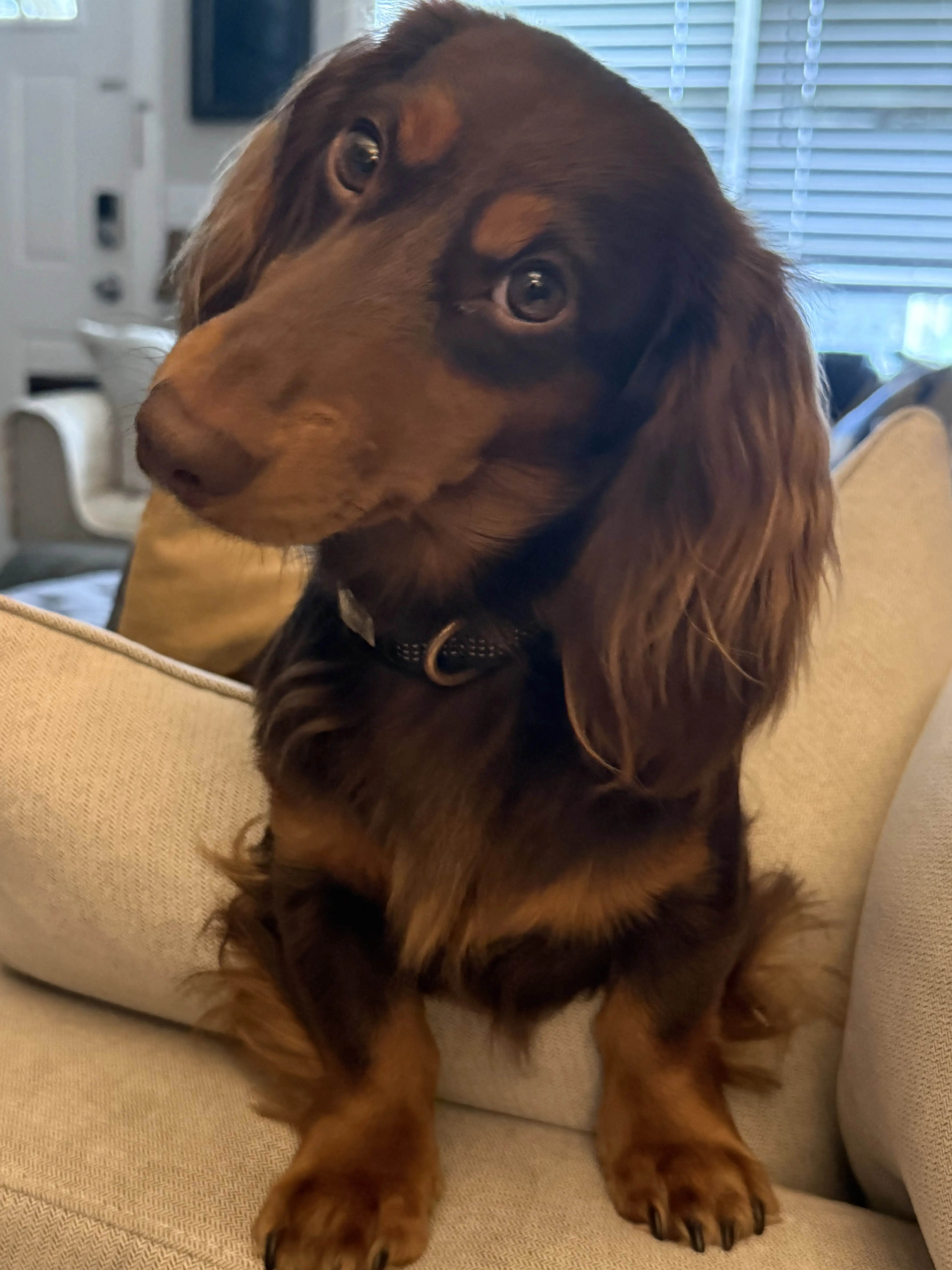 Dachshund stud dog: Chocolate brown Dachshund with long fur, sitting on a couch