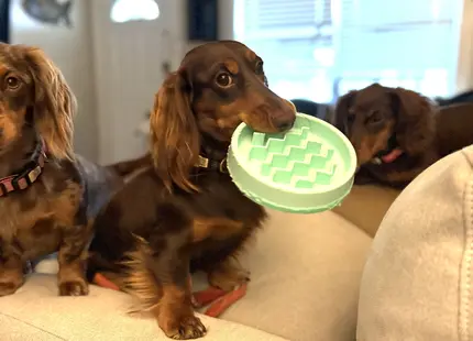 Dachshund stud dog: Brown Dachshund holding a teal toy, sitting on a couch