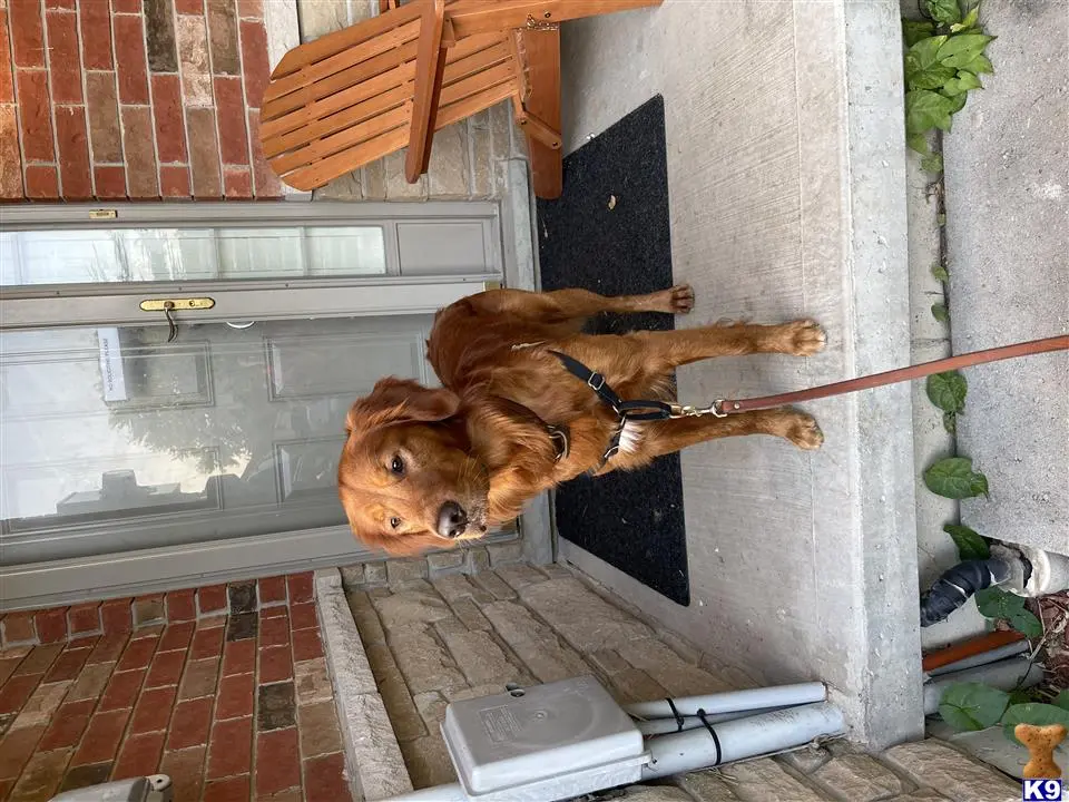 Golden Retriever stud dog