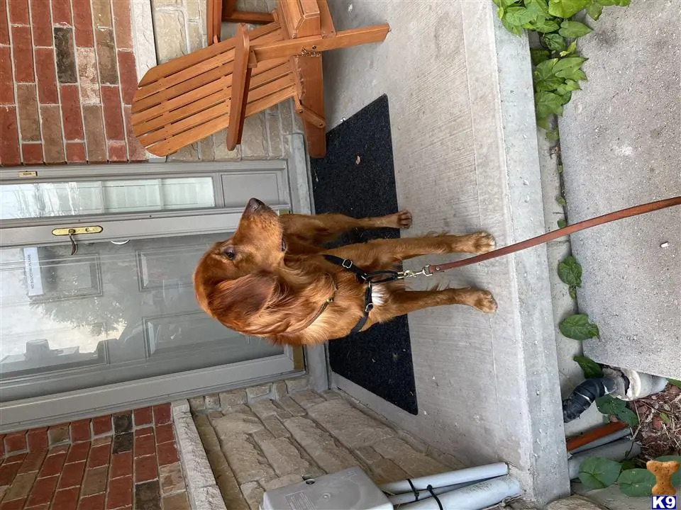 Golden Retriever stud dog