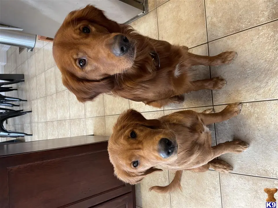 Golden Retriever stud dog