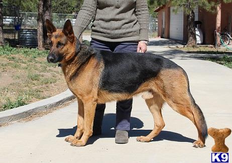 German Shepherd stud dog