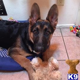 German Shepherd female dog