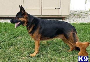 a german shepherd dog and a german shepherd puppy playing in the grass