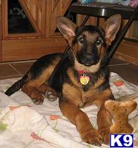 German Shepherd dog