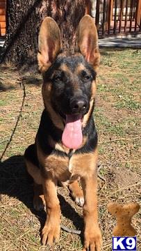 German Shepherd female dog