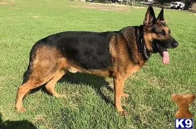 German Shepherd stud dog