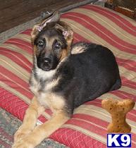 German Shepherd dog