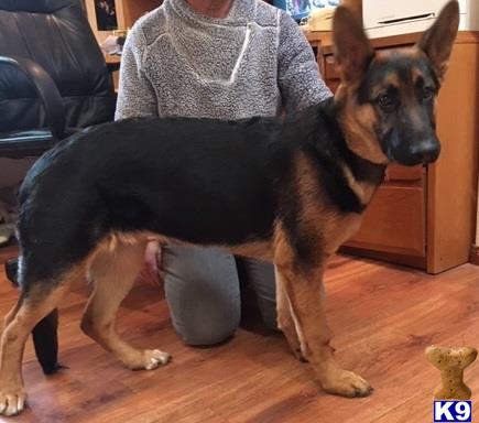 German Shepherd female dog