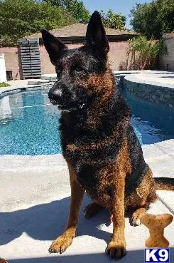 German Shepherd stud dog