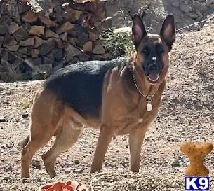 German Shepherd stud dog