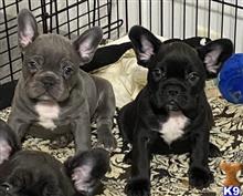 french bulldog puppy posted by lenp2
