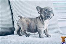 french bulldog puppy posted by lenp2