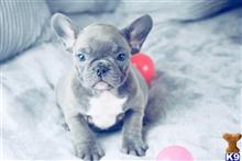 french bulldog puppy posted by lenp2