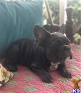 french bulldog puppy posted by lenp2