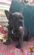 french bulldog puppy posted by lenp2