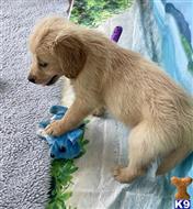 golden retriever puppy posted by lenp2