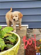 golden retriever puppy posted by lenp2