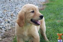golden retriever puppy posted by lenp2
