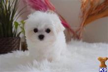 maltese puppy posted by lenp2