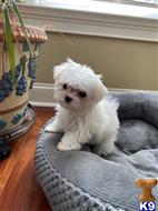 maltese puppy posted by lenp2