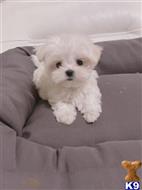 maltese puppy posted by lenp2