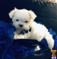maltese puppy posted by lenp2