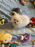 pomeranian puppy posted by lenp2