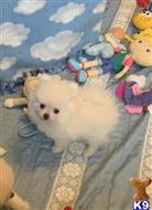 pomeranian puppy posted by lenp2