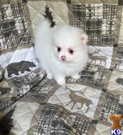 pomeranian puppy posted by lenp2