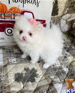 pomeranian puppy posted by lenp2