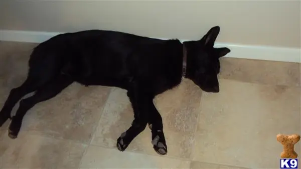 German Shepherd female dog: Black German Shepherd lying on tiled floor