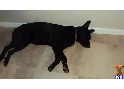 German Shepherd